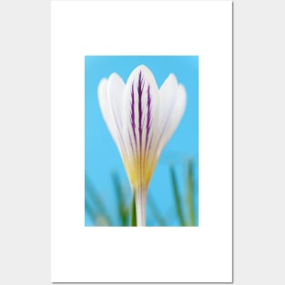 Crocus versicolor  &#39;Picturatus&#39; Posters and Art